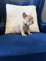 London, a female French Bulldog for sale in Mesquite, TX – 4 of 7