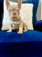 Stevano, a male French Bulldog for sale in Mesquite, TX – 2 of 5