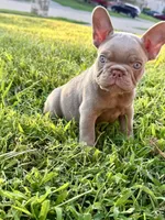 New shade, a male French Bulldog for sale in Mesquite, TX – 9 of 9