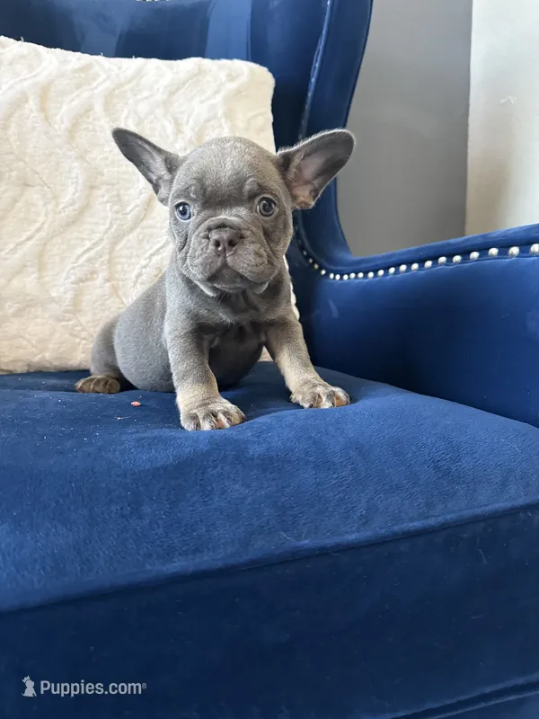 Dior, a female French Bulldog for sale in Mesquite, TX – 1 of 8