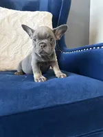 Dior, a female French Bulldog for sale in Mesquite, TX – 1 of 8