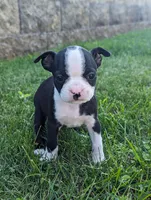 Bea, a female Boston Terrier for sale in Newville, PA – 2 of 3
