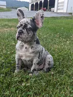 Norma, a female French Bulldog for sale in Newville, PA – 3 of 3