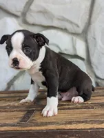 Benji, a male Boston Terrier for sale in Newville, PA – 2 of 3