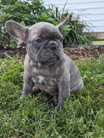Tulip, a female French Bulldog for sale in Newville, PA – 3 of 3