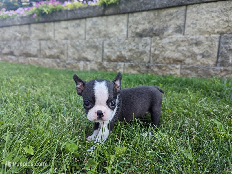 Bridget – Boston Terrier puppy on hold in Newville, PA