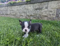 Bridget, a female Boston Terrier for sale in Newville, PA – 1 of 3