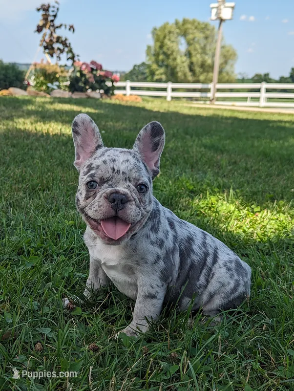 Nancy – French Bulldog puppy for sale in Newville, PA