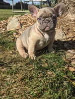 Tori, a female French Bulldog for sale in Newville, PA – 2 of 3