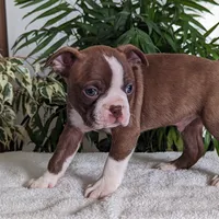 Leo, a male Boston Terrier for sale in Newville, PA – Photo 2 of 3