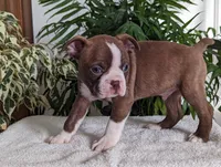 Leo, a male Boston Terrier for sale in Newville, PA – Photo 2 of 3