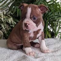 Leo, a male Boston Terrier for sale in Newville, PA – Photo 3 of 3