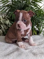 Leo, a male Boston Terrier for sale in Newville, PA – Photo 3 of 3