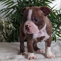 Leo, a male Boston Terrier for sale in Newville, PA – Photo 1 of 3