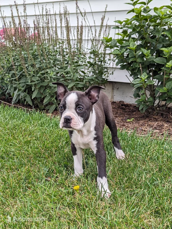 Benji – Boston Terrier puppy for sale in Newville, PA