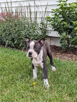 Benji, a male Boston Terrier for sale in Newville, PA – 1 of 3