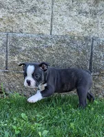 Birdie, a female Boston Terrier for sale in Newville, PA – 3 of 3