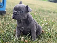 Niki, a female French Bulldog for sale in Newville, PA – 2 of 3