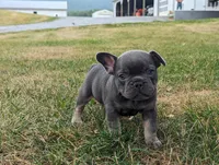 Sandy, a male French Bulldog for sale in Newville, PA – 3 of 3