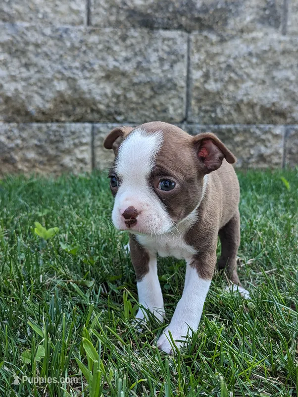 Bambi – Boston Terrier puppy for sale in Newville, PA