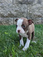 Bambi, a female Boston Terrier for sale in Newville, PA – 1 of 3