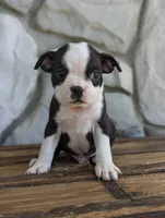 spot, a male Boston Terrier for sale in Newville, PA – 2 of 3