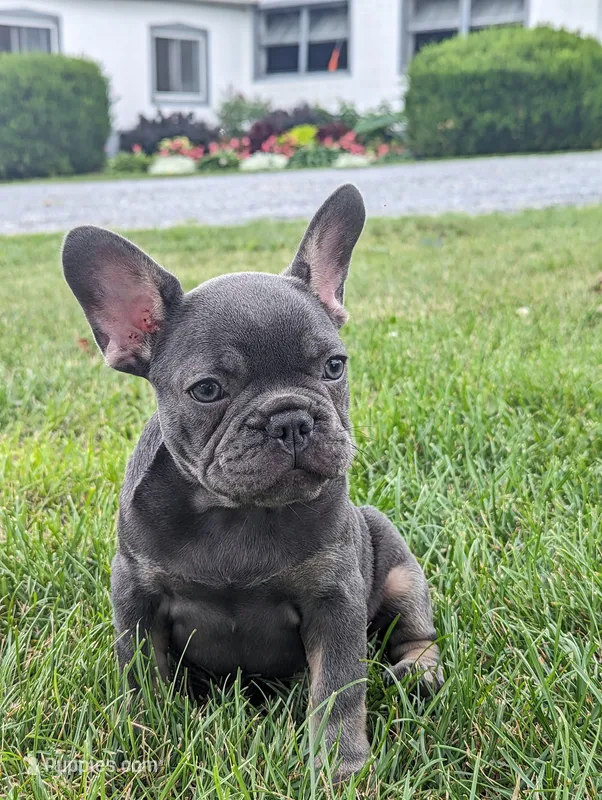 Sandy – French Bulldog puppy for sale in Newville, PA