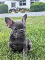 Sandy, a male French Bulldog for sale in Newville, PA – 1 of 3