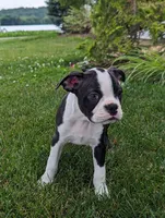 Hunter, a male Boston Terrier for sale in Newville, PA – 3 of 3