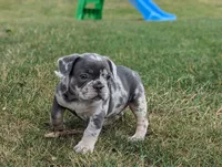 Sidney, a male French Bulldog for sale in Newville, PA – 2 of 3