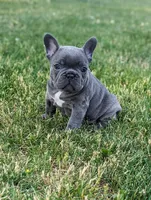 Cora, a female French Bulldog for sale in Newville, PA – 2 of 3