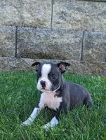 Birdie, a female Boston Terrier for sale in Newville, PA – 2 of 3