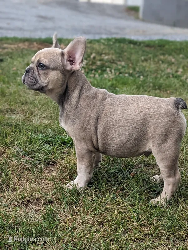 Max – French Bulldog puppy for sale in Newville, PA
