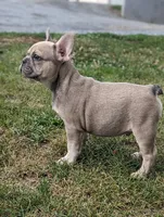 Max, a male French Bulldog for sale in Newville, PA – 2 of 3