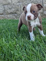 Badger, a female Boston Terrier for sale in Newville, PA – 3 of 3