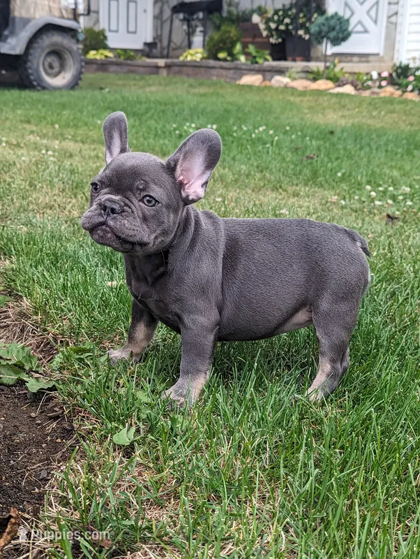 Sparkle – French Bulldog puppy for sale in Newville, PA