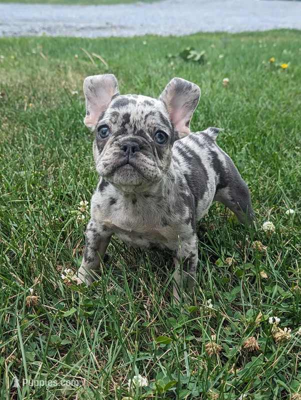 Sophia – French Bulldog puppy for sale in Newville, PA