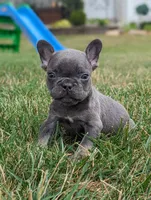 Sam, a male French Bulldog for sale in Newville, PA – 3 of 3