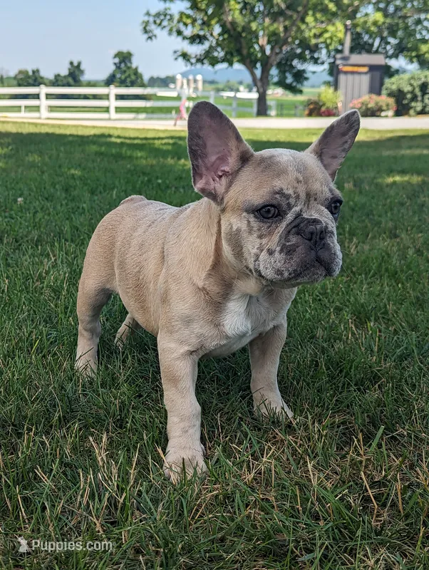 Scott – French Bulldog puppy for sale in Newville, PA