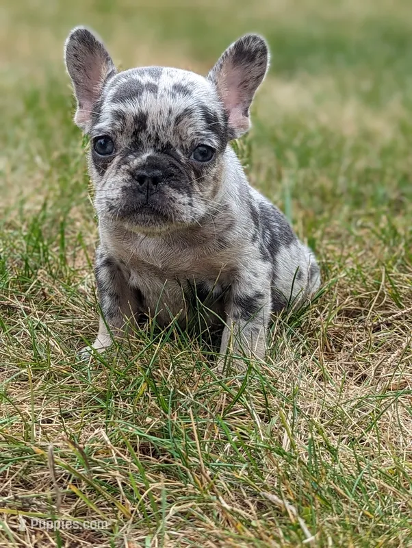 Sophia – French Bulldog puppy for sale in Newville, PA