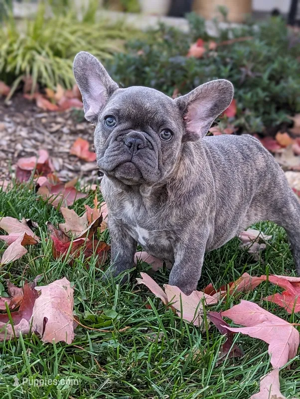Tulip – French Bulldog puppy for sale in Newville, PA