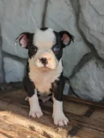 Bear, a male Boston Terrier for sale in Newville, PA – 3 of 3