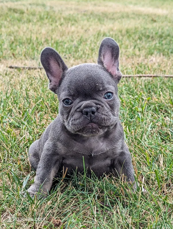 Sparkle – French Bulldog puppy for sale in Newville, PA