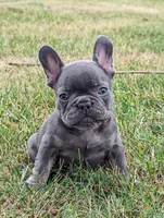 Sparkle, a female French Bulldog for sale in Newville, PA – 1 of 3