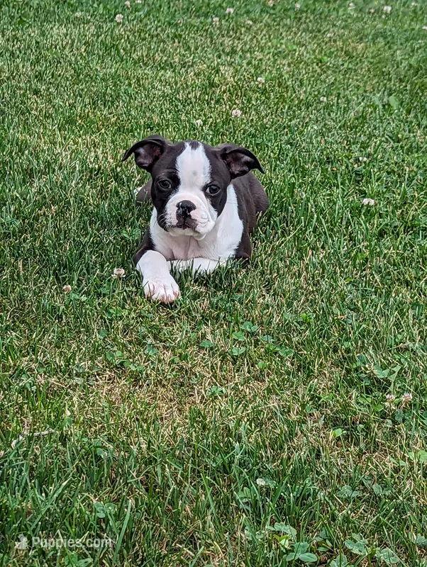 Winston – Boston Terrier puppy for sale in Newville, PA