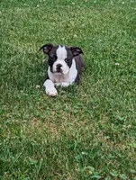 Winston, a male Boston Terrier for sale in Newville, PA – 1 of 3