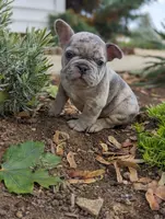 Trent, a male French Bulldog for sale in Newville, PA – Photo 1 of 3
