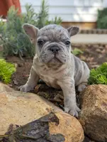 Trent, a male French Bulldog for sale in Newville, PA – Photo 3 of 3