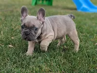 Storm, a male French Bulldog for sale in Newville, PA – 3 of 3