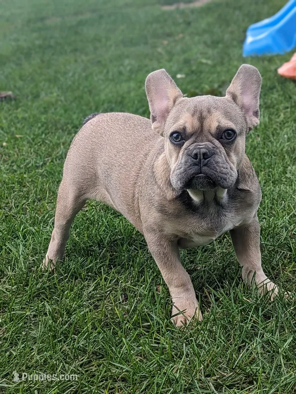 Max – French Bulldog puppy for sale in Newville, PA